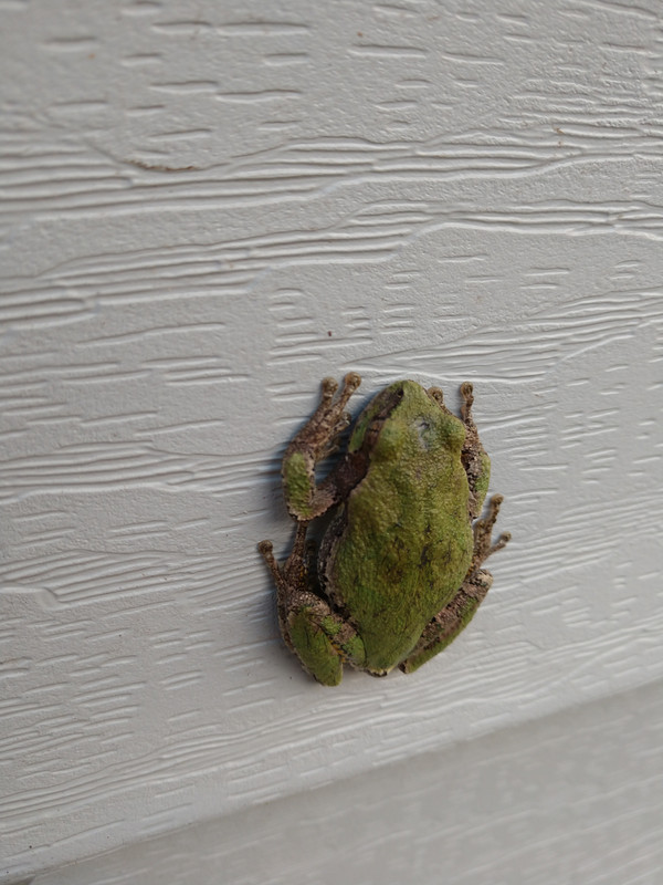 tree frog