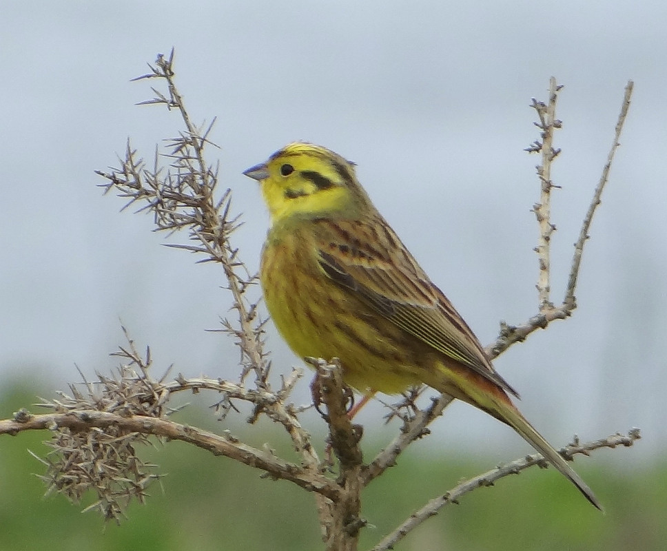 YELLOWHAMMER 16 200424