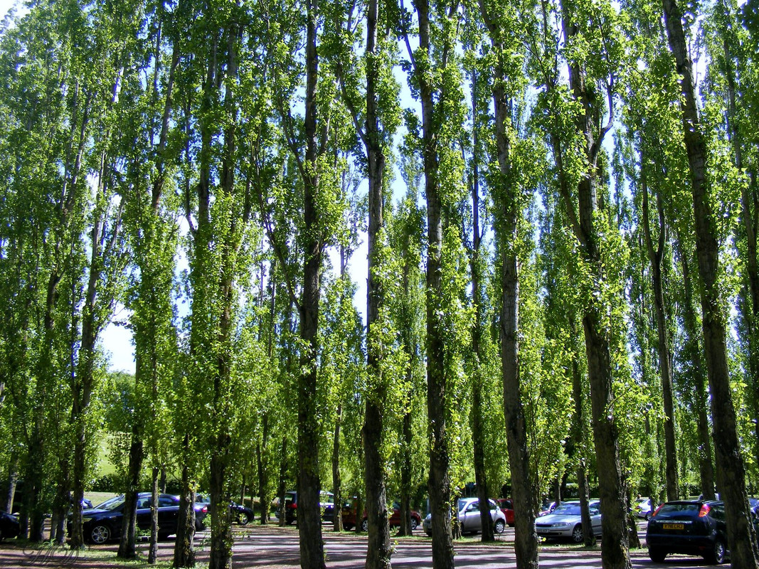 Poplar-trees-stan-Park-HD.jpg
