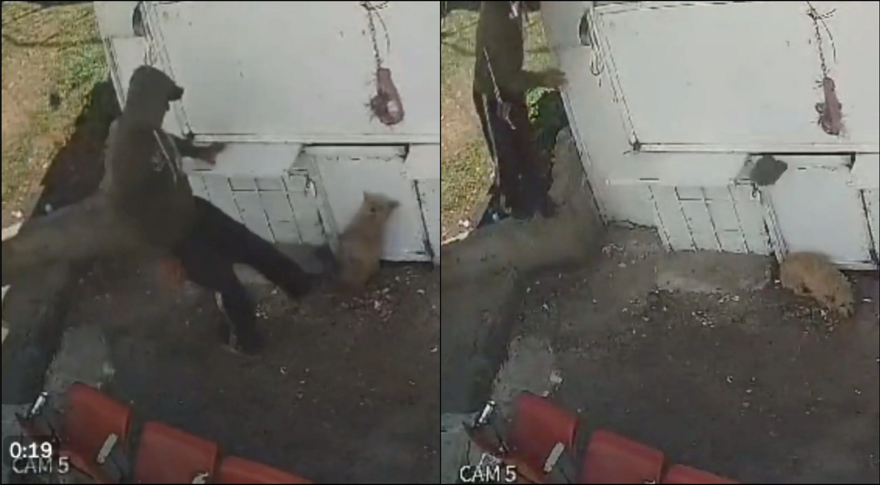 Recolector de basura en Naucalpan lanzó piedras y pateó a perrito: lo buscan