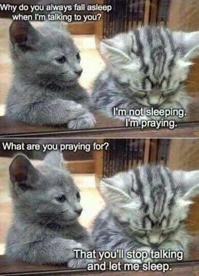 Cat Humor #7