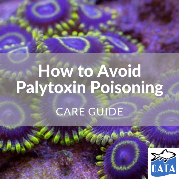 OATA Guide to palytoxin... - Lincs Aquatics