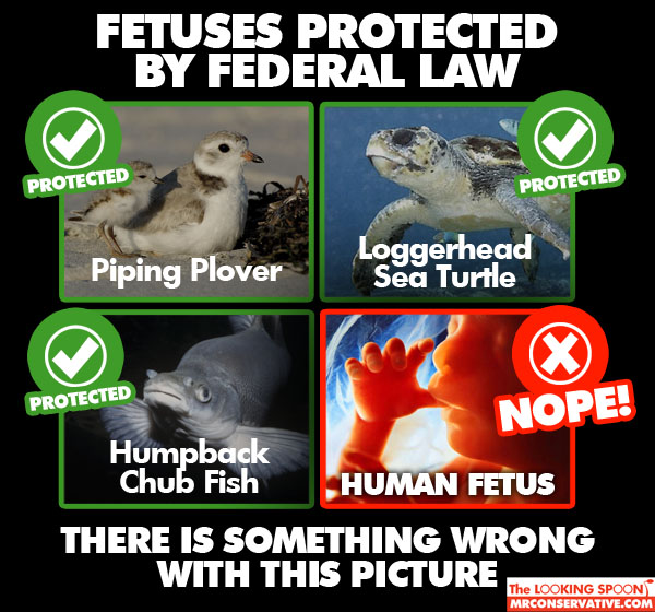 human_fetus_not_protected_by_law