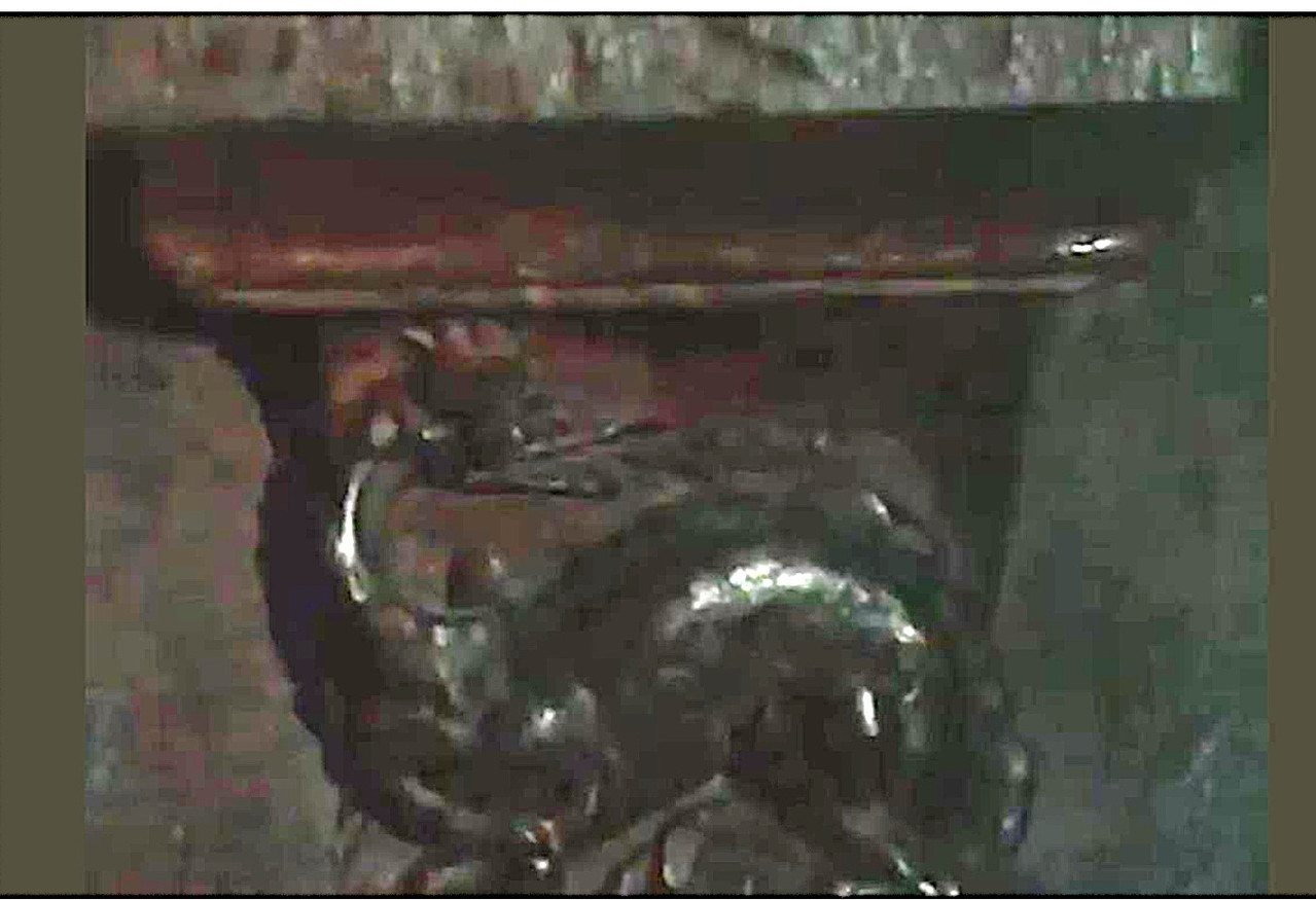 La salamandre de Saint Protais