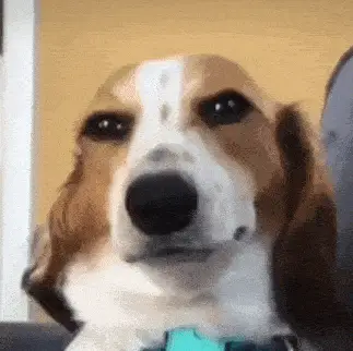 smiling-dog-meme.webp