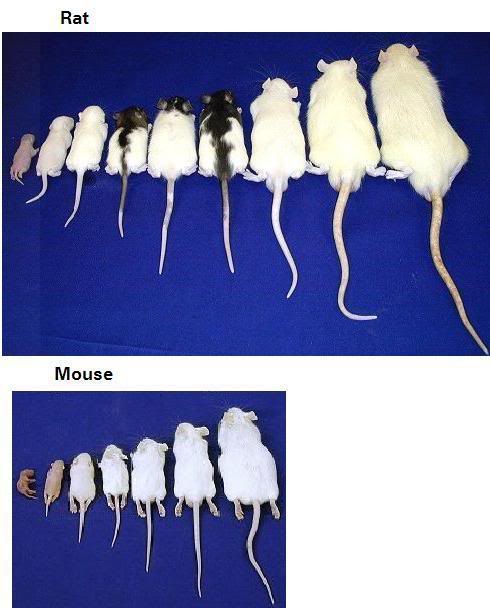 Mouse Comparison Chart