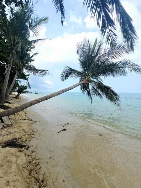 Koh Samui, feb 2026