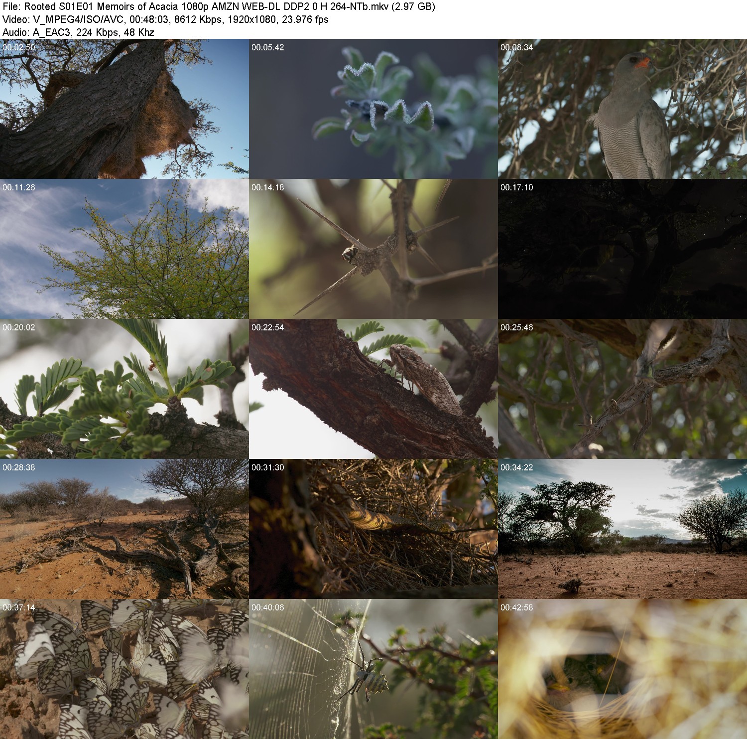 [Image: oz8n5iwi02ol.jpg]