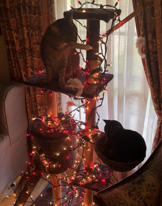 rambo-cleo-cat-tree.jpg