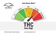 cannabis plants