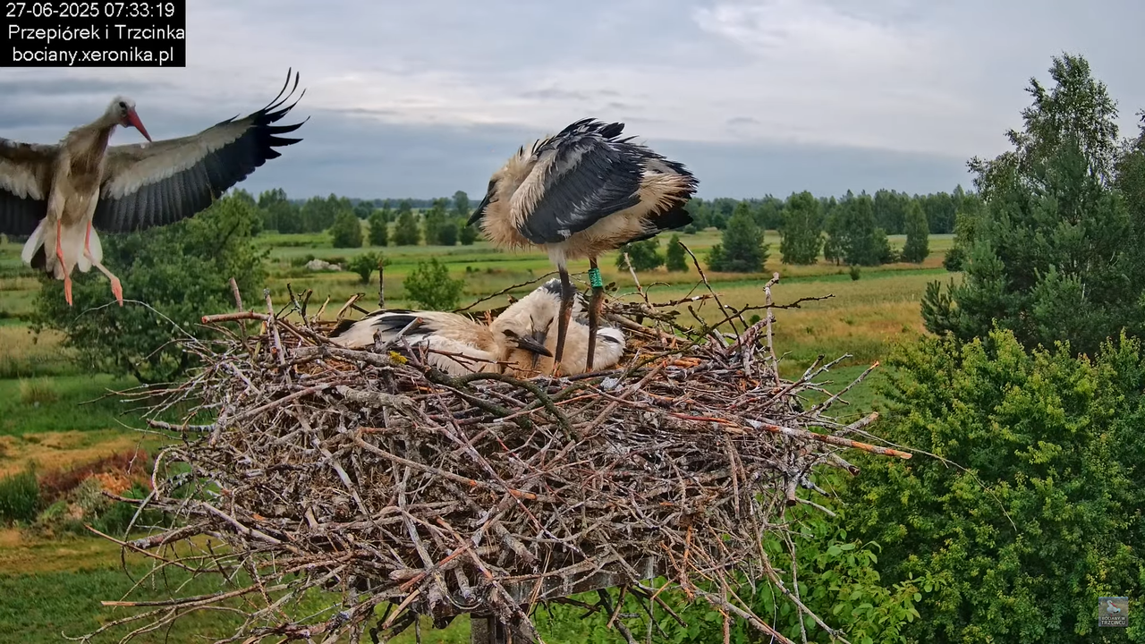 27062025bociany14