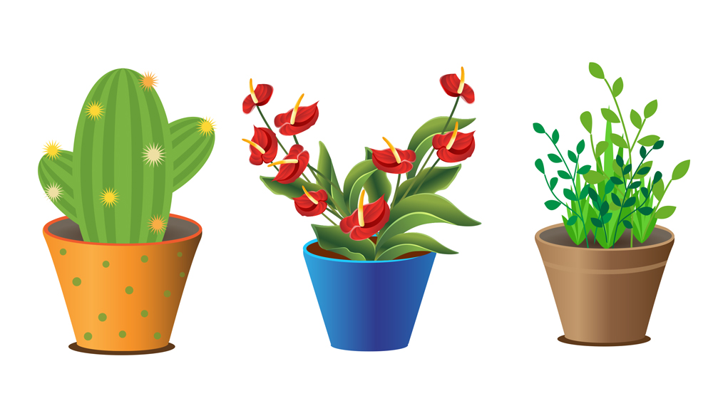 cactusandplantspot-thumb