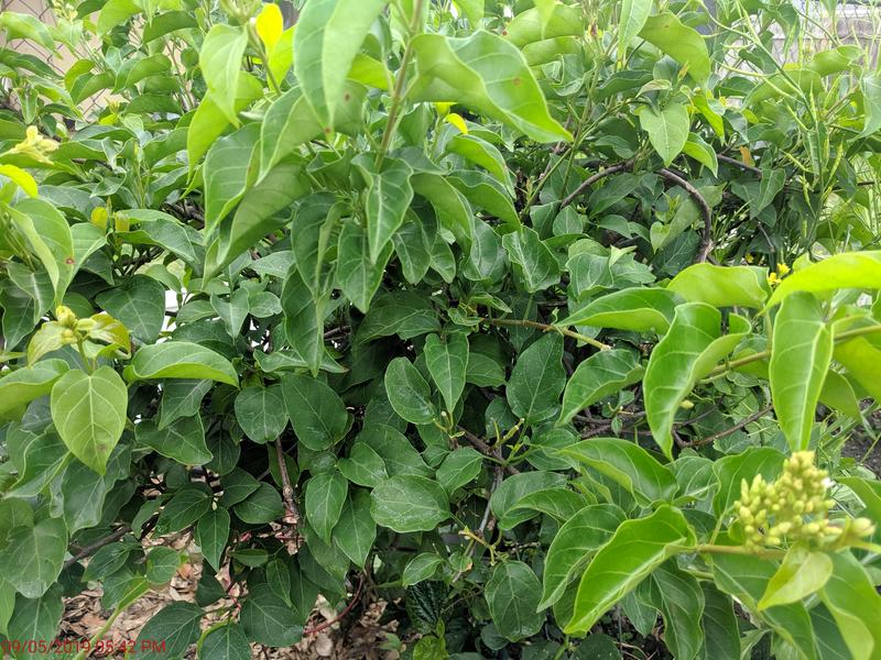 [Image: IMG-20190509-174224.jpg]