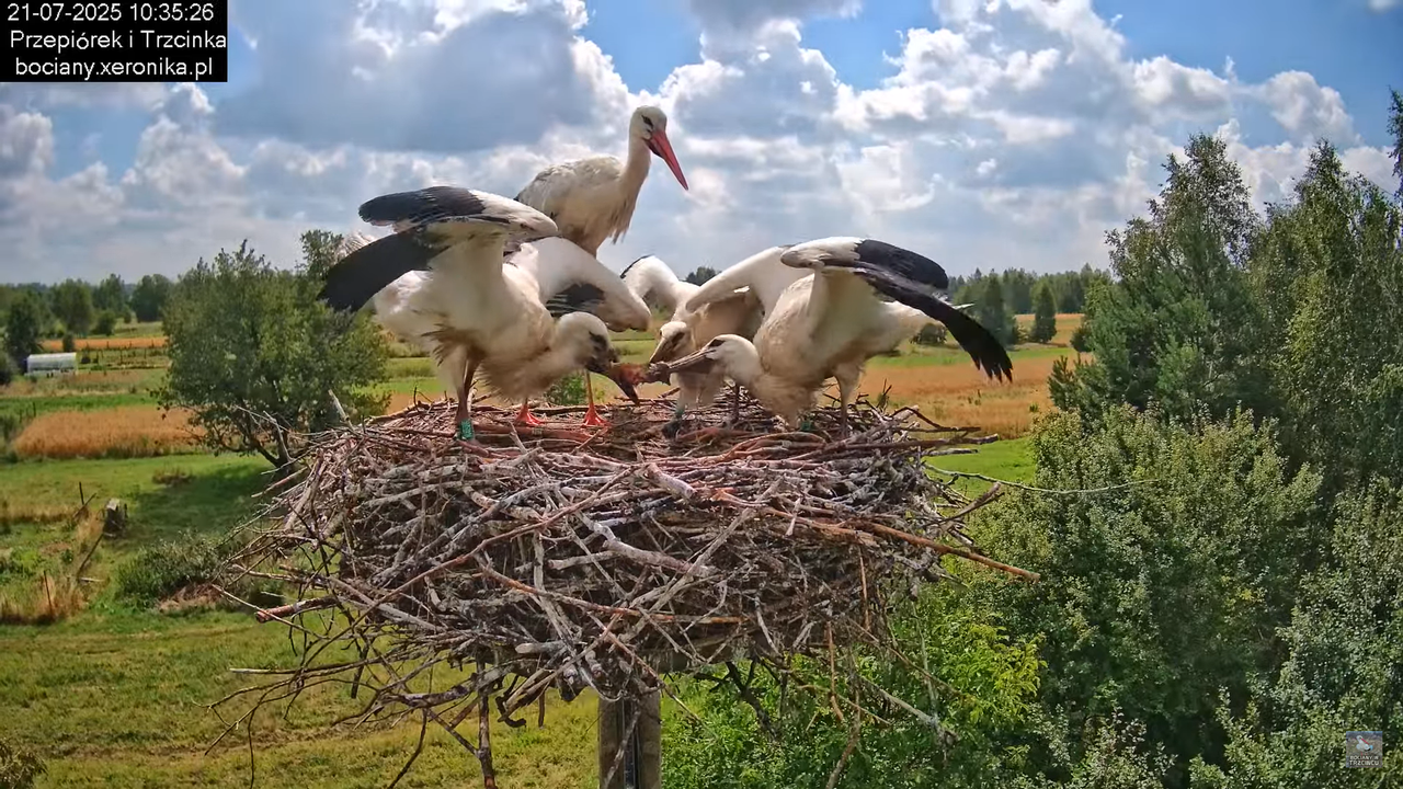 21072025bociany32
