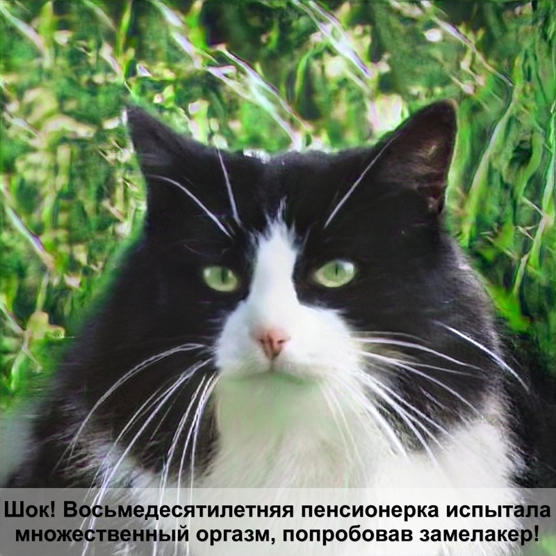 голубая кошка фото