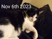 IMG_20231106_030343072_PORTRAIT~2