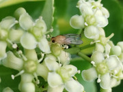 Fly_20230604_161234787_cropped