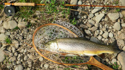 Orvis CFO IV click pawl - The Classic Fly Rod Forum