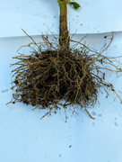 PXL_20240718_134226015