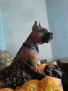 DC247D89-EC71-44DE-B8CC-BFE0ECC99977