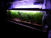 Side-view-Gold-Endlers