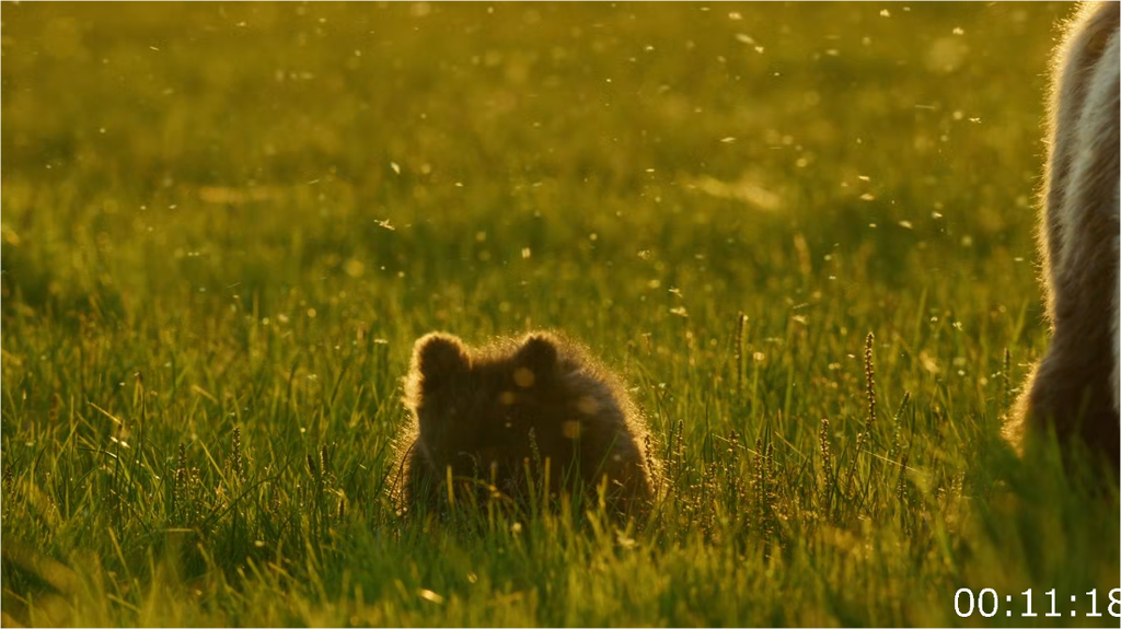 [Image: 6d37psepa7iy.png]