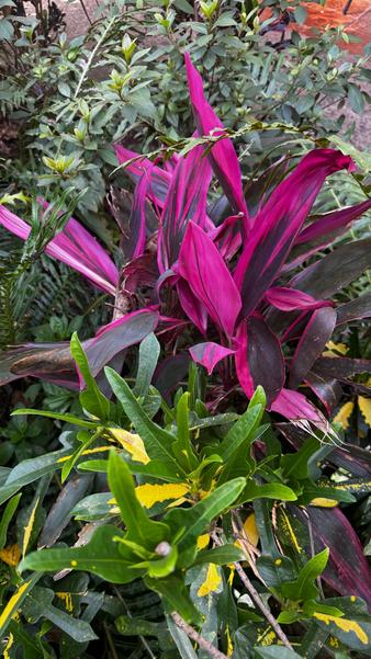 В джазе только девушки или аргентинско-бразильский калейдоскоп В джазе только девушки или аргентинско-бразильский калейдоскоп