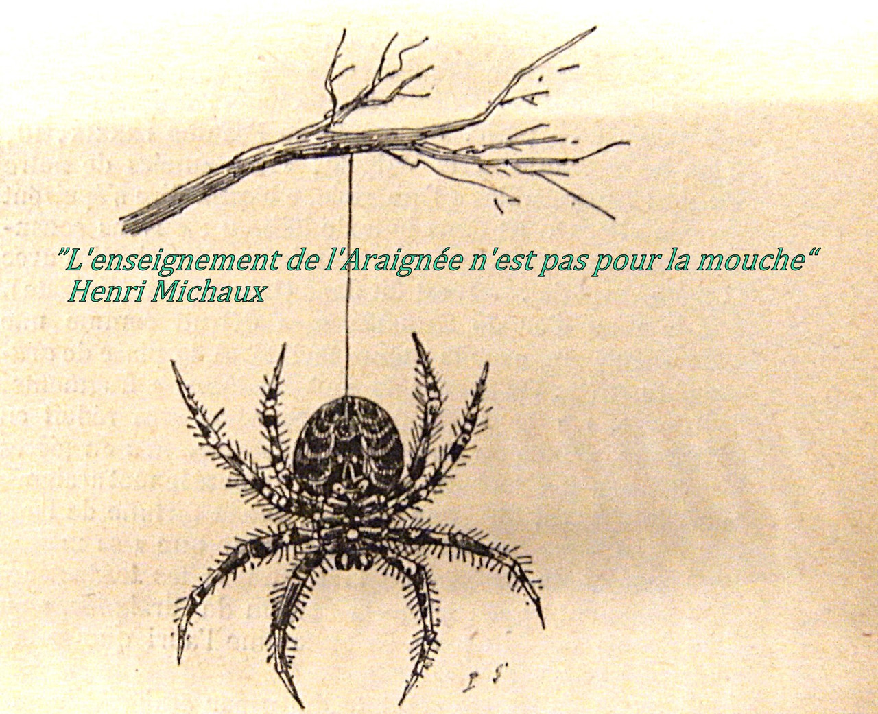 L enseignement de l Araignée