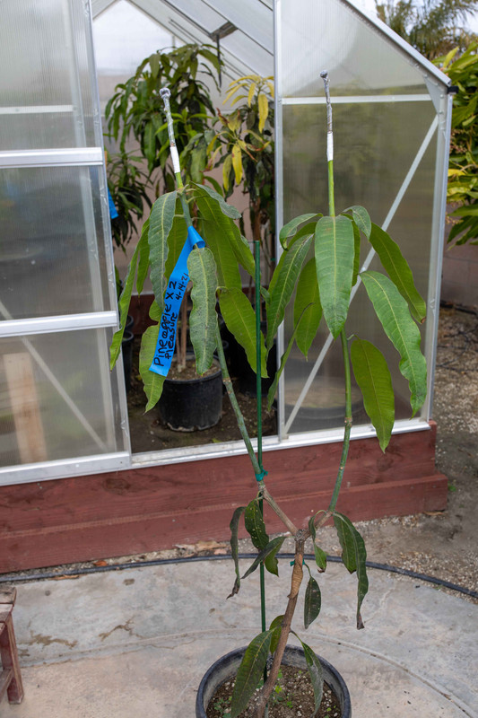 8U1A9142  Pineapple Pleasure Mango Grafts (2) to Ataulfo (4-15-2021)