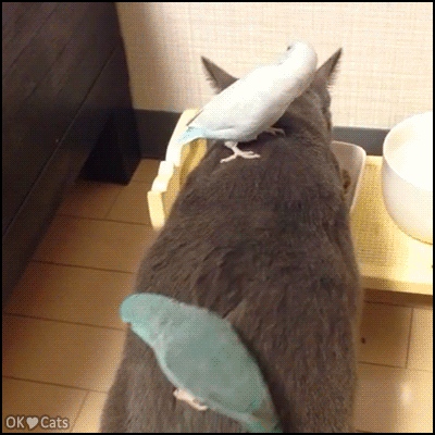 Amazing-Cat-GIF-2-crazy-shameless-budgies-riding-a-cat-during-his-dinner-Weird-bird-behavior-Poo.gif
