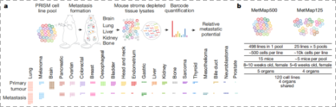 人类癌症细胞系的转移图谱 -2.png