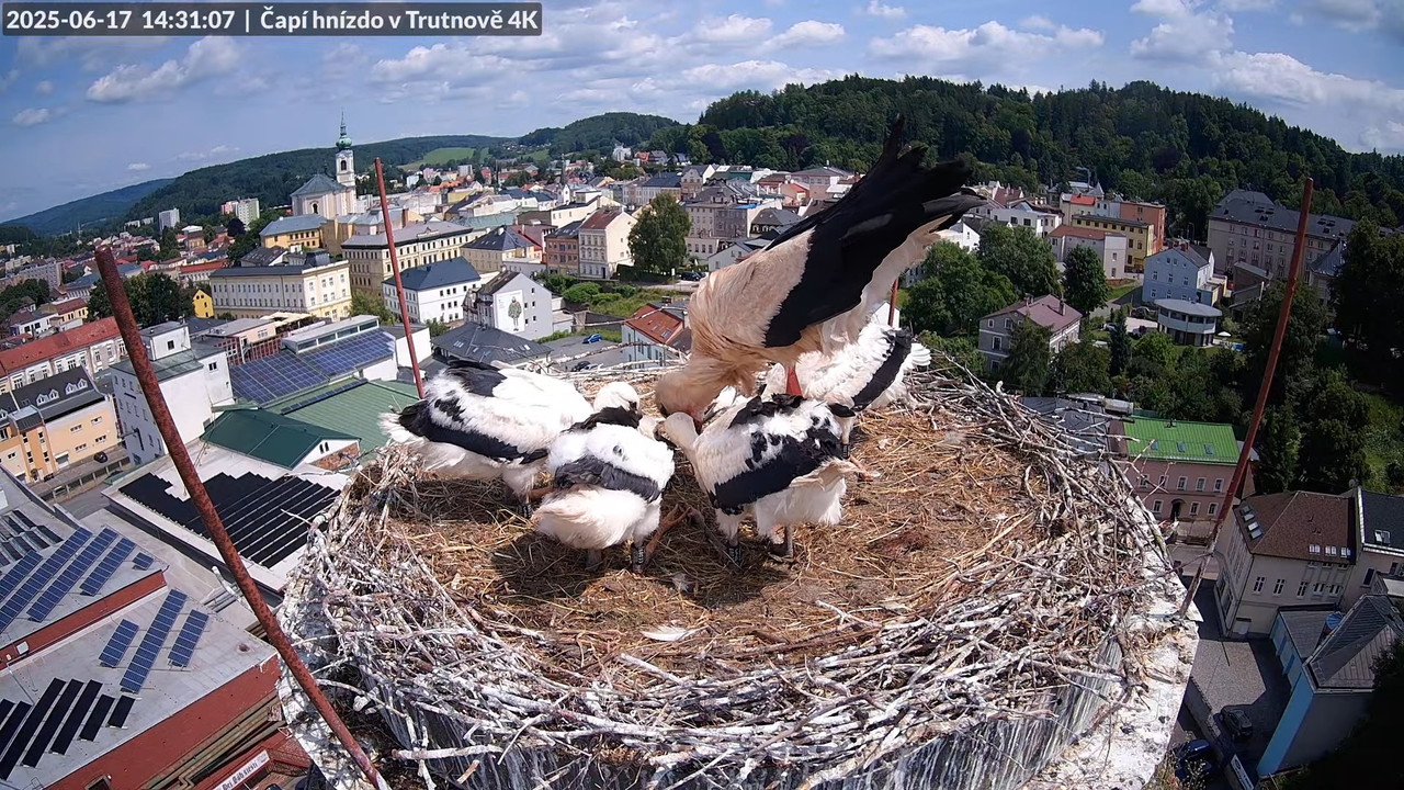 Tiešraide no stārķa ligzdas uz alus darītavas skursteņa Trutnovā 15-54-16 screenshot (1)