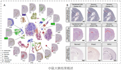 stereoscope：利用scRNA-seq和空间转录组数据对细胞类型和空间分布进行概率推断-3.png