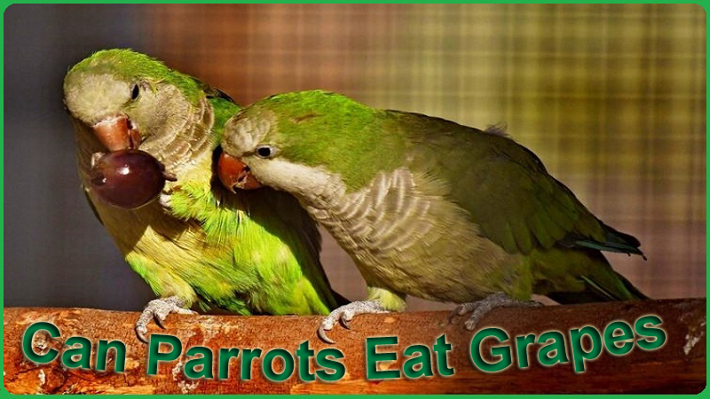 Can Parrots Eat Grape