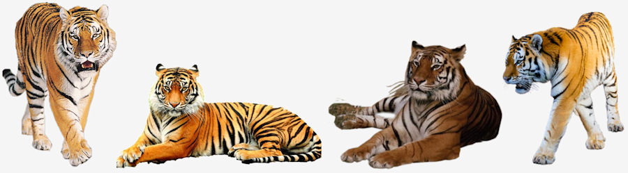 Grupo-de-Tigres