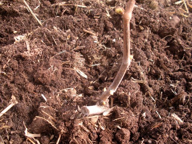 Мой шустрый малыш-1 в пк теплице, апрель 2018г