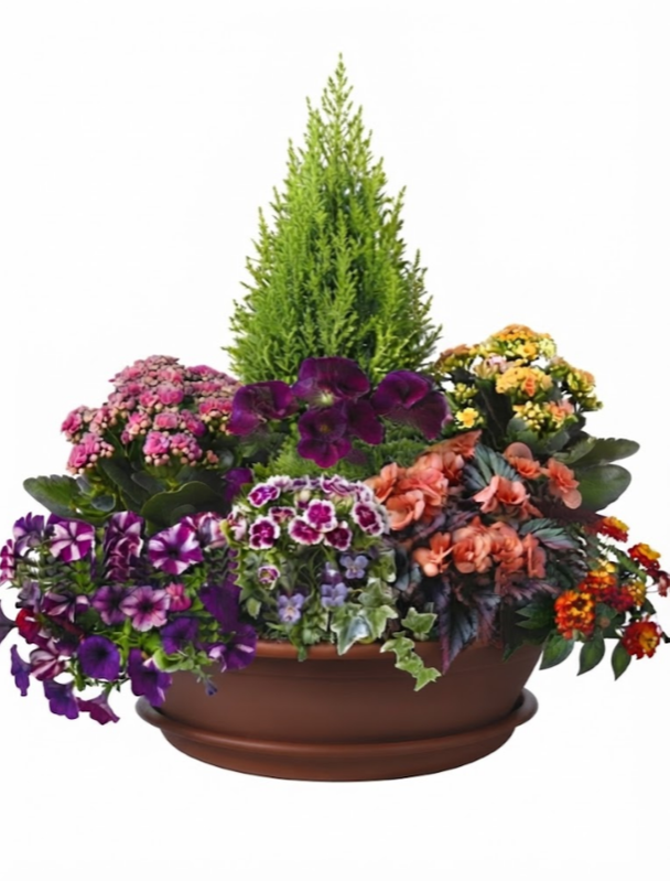 Composition 9 plantes