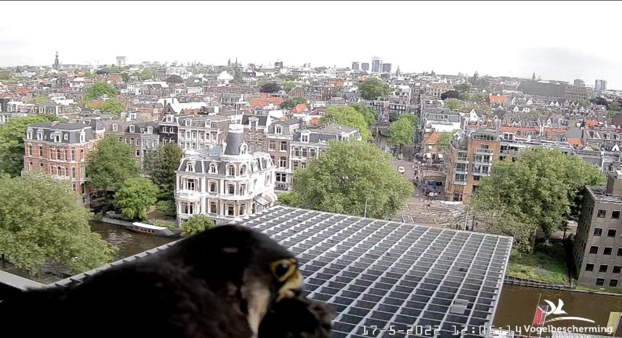 Amsterdam/Rijksmuseum screenshots © Beleef de Lente/Vogelbescherming Nederland Video-2022-05-17-120650-Moment-8