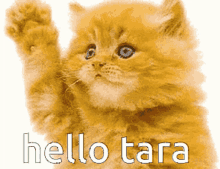 hello-hello-tara