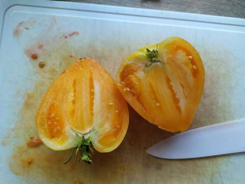 CAMPAGNE - le petit potager du Vexin Normand IMG-20220807-133537