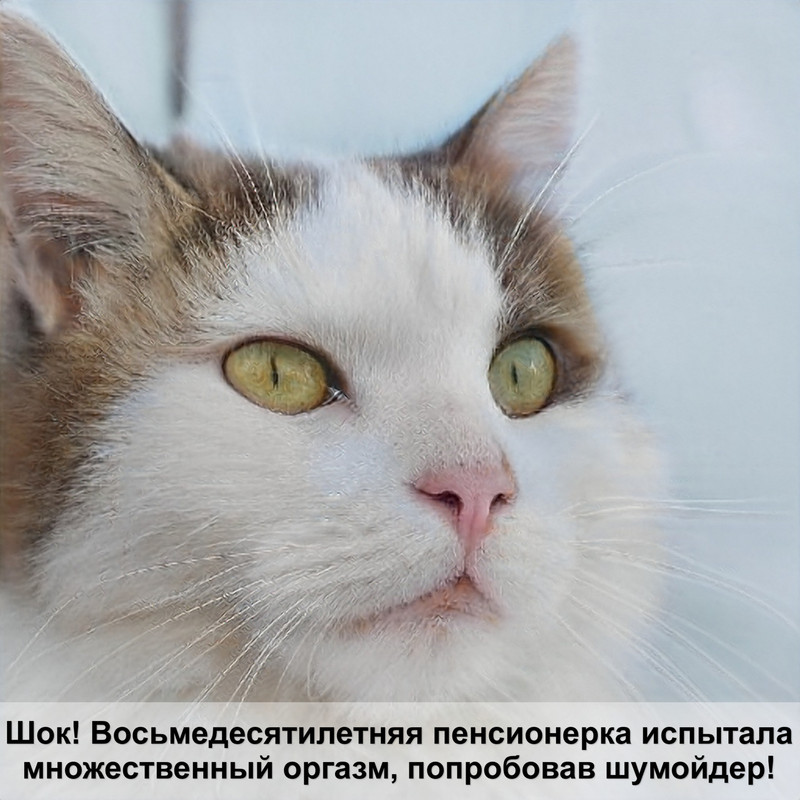 как посчитать возраст кошки