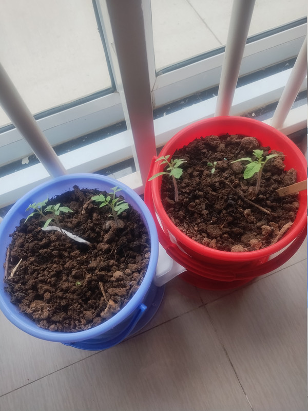 Tomatoes 260831