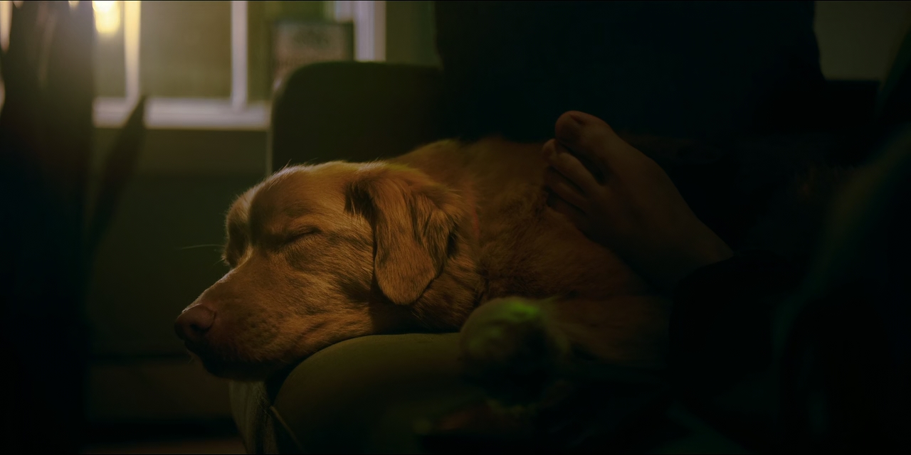 Good Boy 2025 720p 10bit WEBRip 6CH x265 HEVC PSA mkv snapshot 00 00 19 494