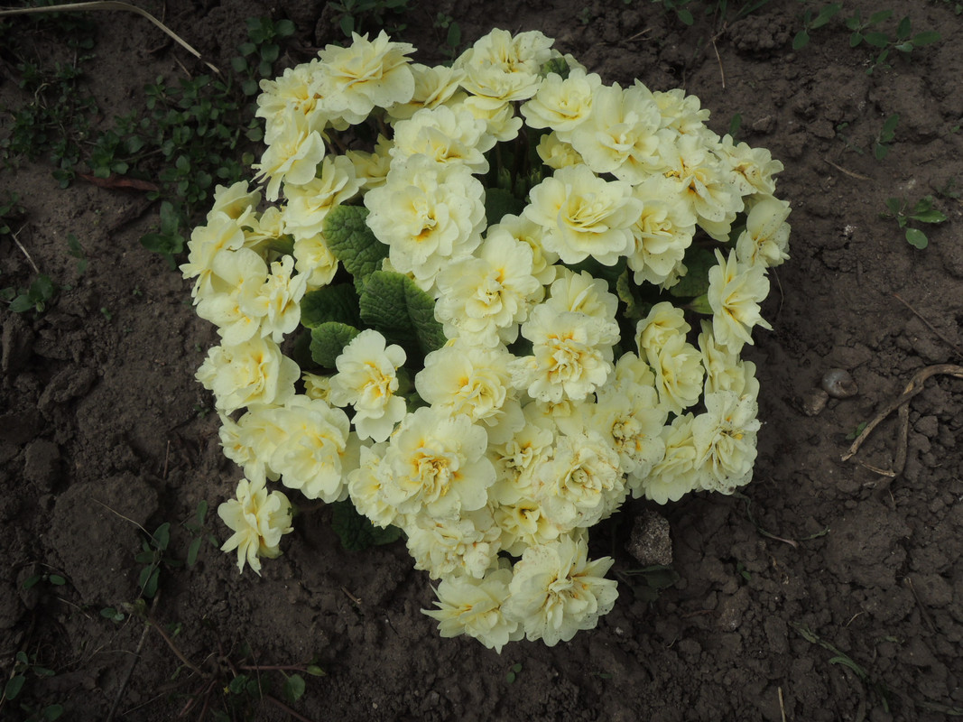 примула махровая