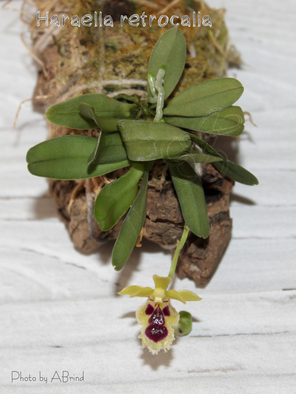 photostudio_1644417360215