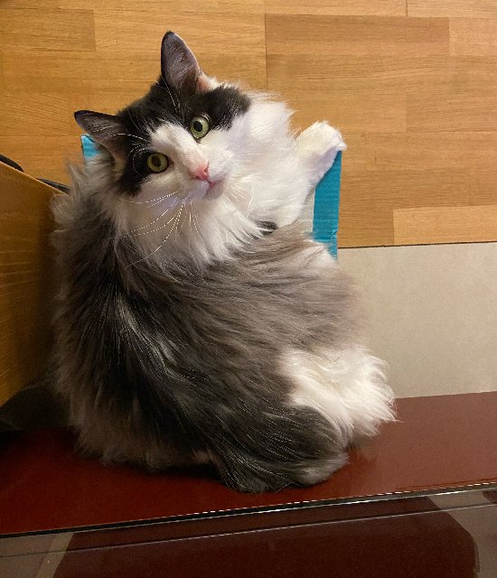 E1869802-AA02-4-CCD-9-E32-5971-DEF0-AD24