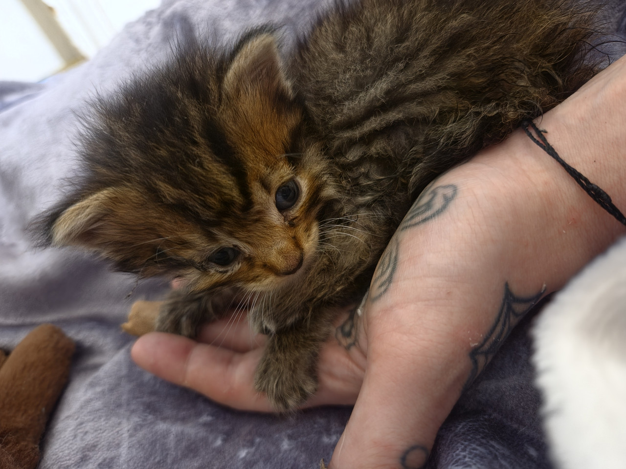 a teeny weeny brown tabby kitten, fluffy and smol