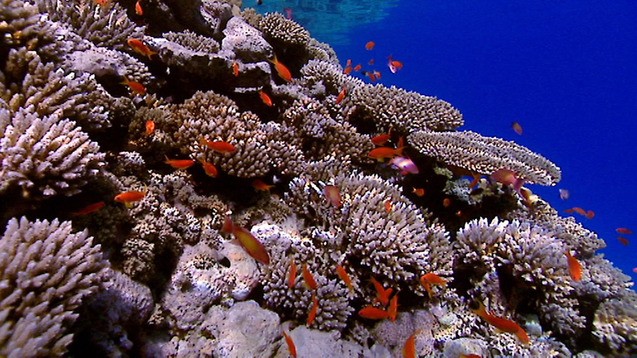 The Blue Planet S01E04 The Deep (1080p x265 10bit Tigole).mkv_sn