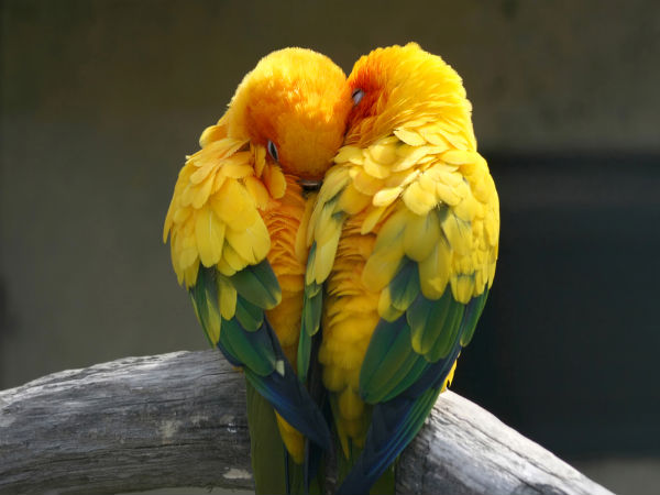 An den Beitrag angehängtes Bild: https://i.postimg.cc/Dw8Vns5z/18-love-birds.jpg