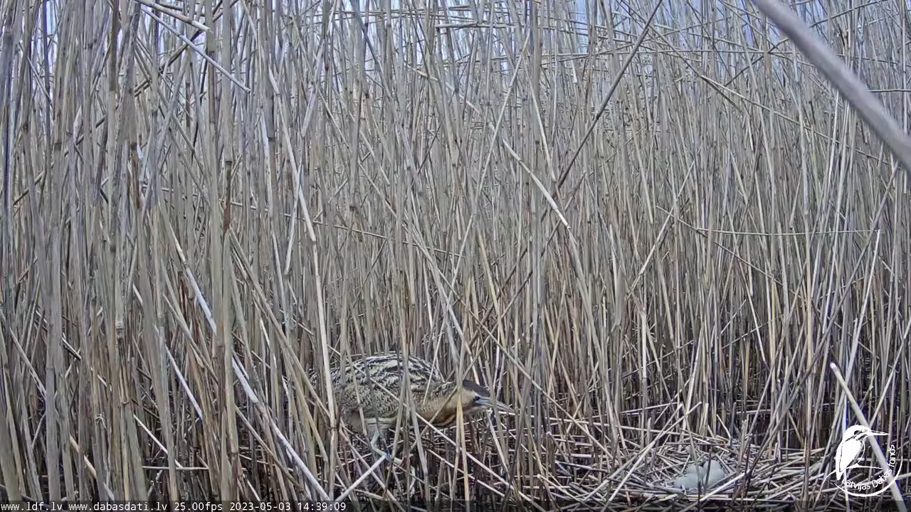Lielais dumpis (Botaurus stellaris) Engurē - LDF tiešraide 12-51-13 screenshot